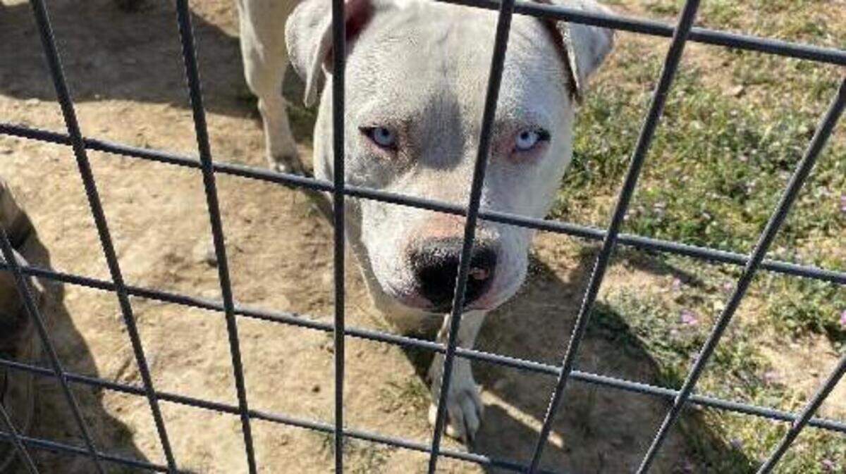 Prosser neighbors complained about aggressive pit bulls for years